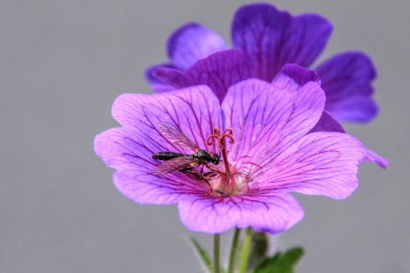 Flower Purple Violet Flora