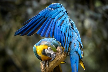 Bird Macaw Beak Parrot