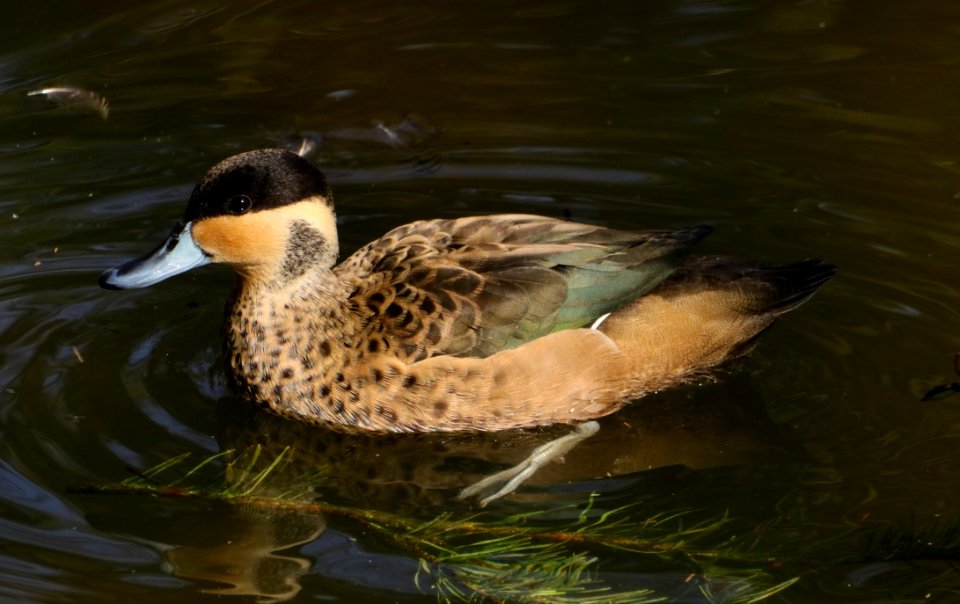 Bird Duck Water Fauna photo