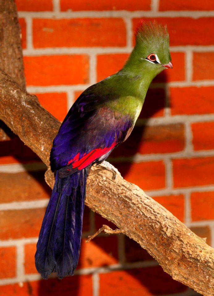 Bird Fauna Beak Feather