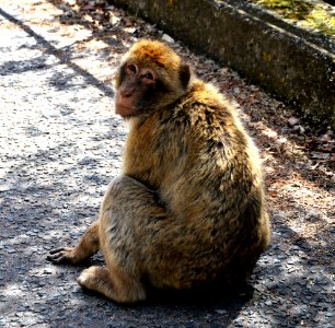 Macaque Mammal Fauna Primate