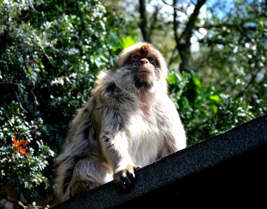 Macaque Fauna Primate Wildlife