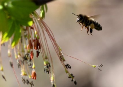 Insect Bee Honey Bee Membrane Winged Insect photo