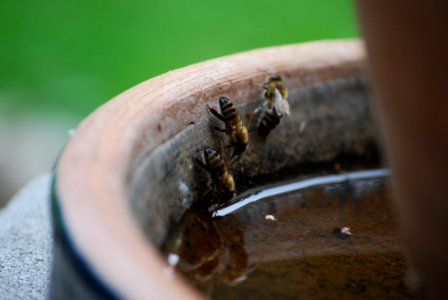 Insect Membrane Winged Insect Organism Bee
