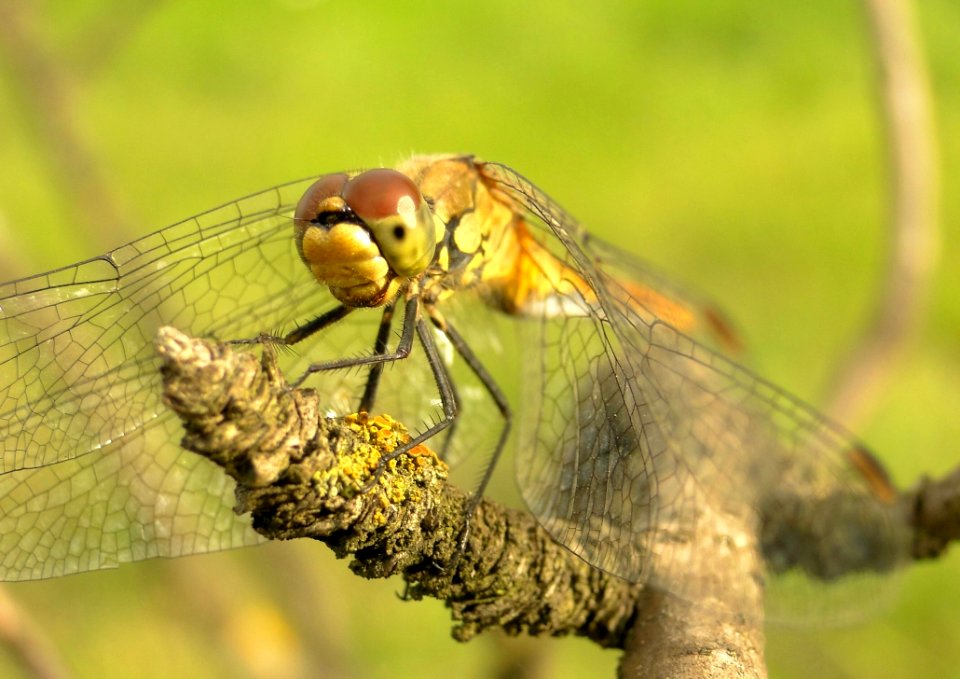 Insect Dragonfly Dragonflies And Damseflies Invertebrate