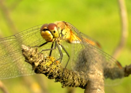 Insect Dragonfly Dragonflies And Damseflies Invertebrate