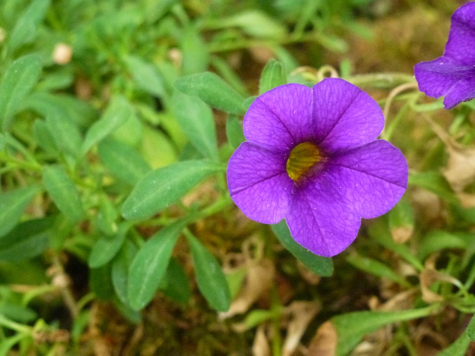 Violet purpeul nature