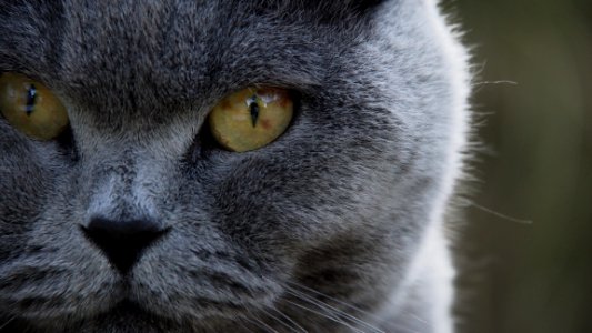 Shallow Focus Of Gray Tabby Cat photo