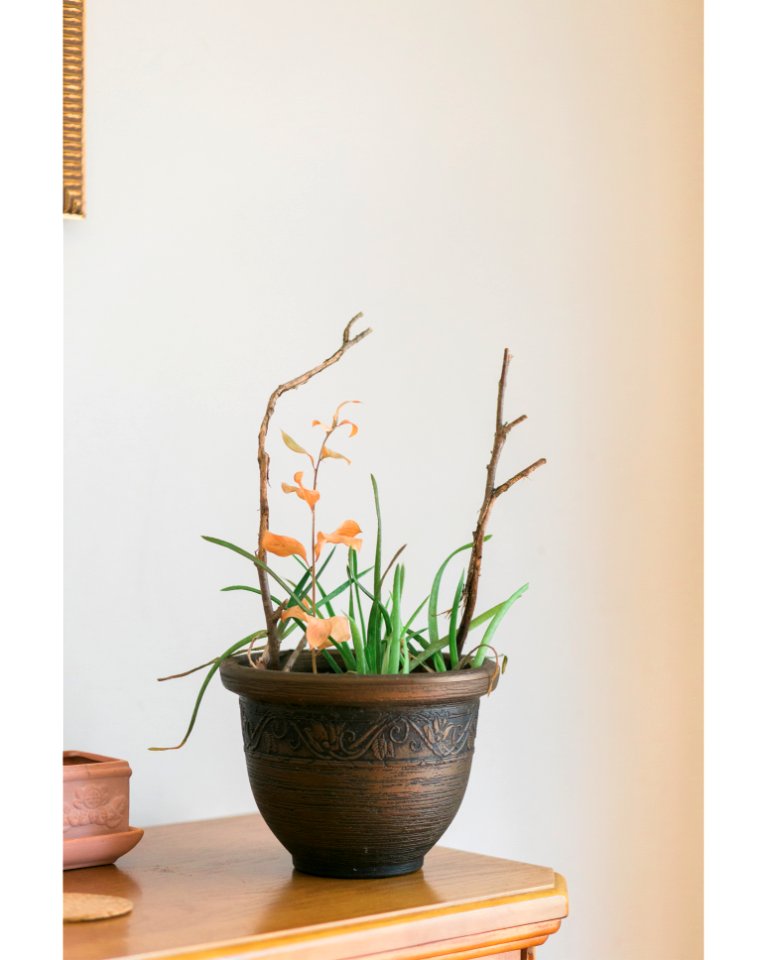 Green Aloe Vera Plant With Brown Ceramic Plant Pot