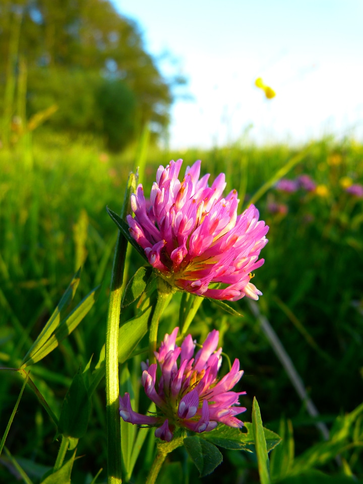 Red pointed flower meadow photo