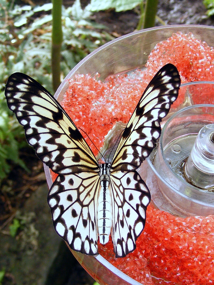 Wings color leaf