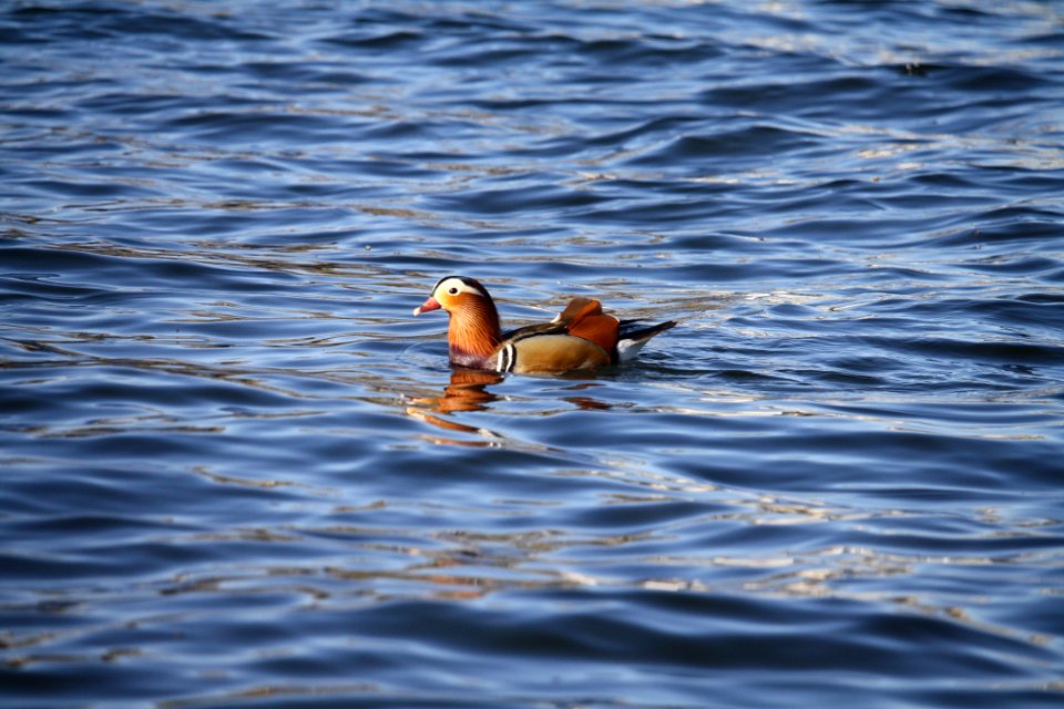 Water Bird Fauna Duck