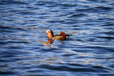 Water Bird Fauna Duck photo