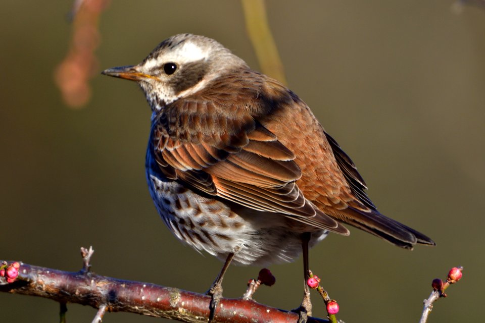 Bird Fauna Beak Finch photo