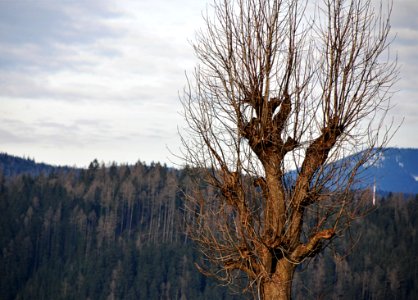 Tree Sky Woody Plant Mountain photo