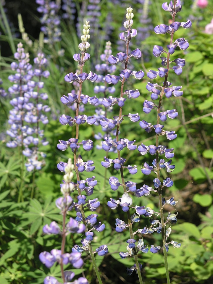 Spring flowers lilac violet