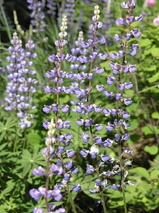 Spring flowers lilac violet