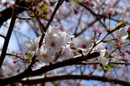 Blossom Spring Branch Flower photo