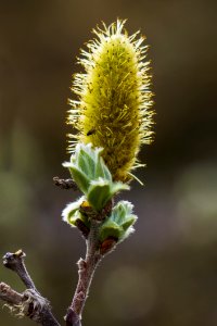 Flora Vegetation Plant Spring