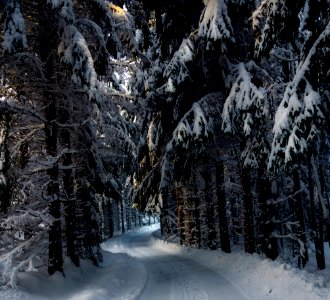 Winter Snow Nature Tree photo