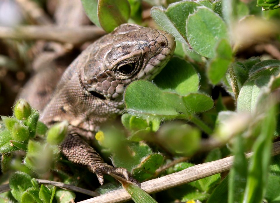 Reptile Lacertidae Lacerta Lizard