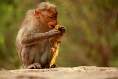 Macaque Mammal Fauna Primate