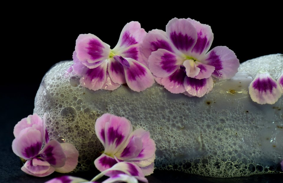 Flower Flowering Plant Pink Purple