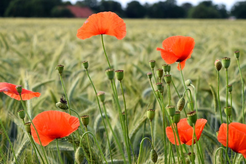 Flower Field Wildflower Coquelicot