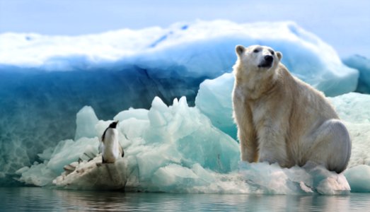 Polar Bear Bear Arctic Ocean Arctic photo