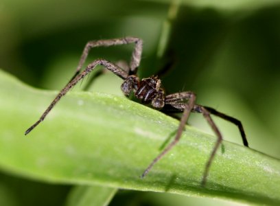 Insect Spider Arachnid Macro Photography