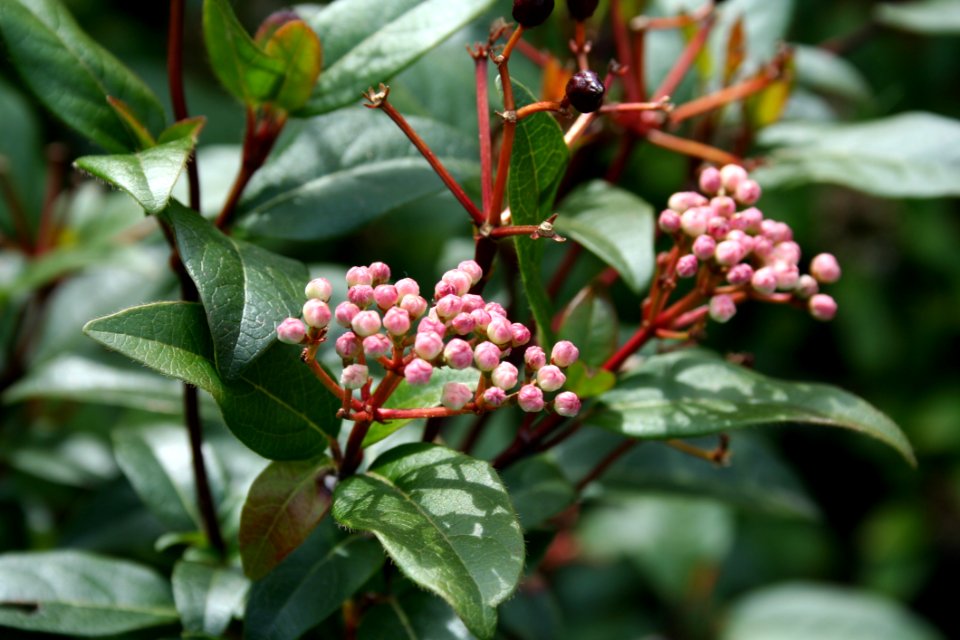 Plant Heteromeles Pistacia Lentiscus Viburnum