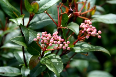 Plant Heteromeles Pistacia Lentiscus Viburnum