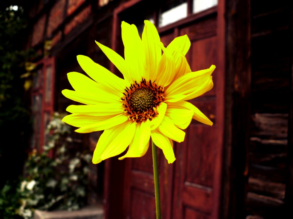 Flower Yellow Sunflower Flora
