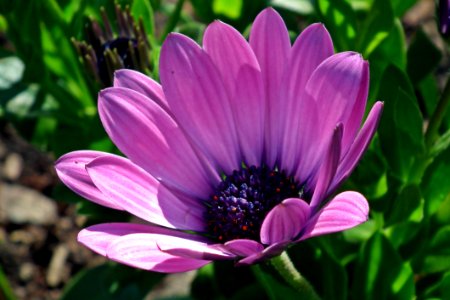 Flower Flora Purple Plant