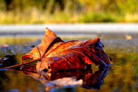 Leaf Autumn Water Maple Leaf photo