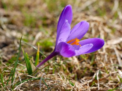 Flower Plant Flora Crocus