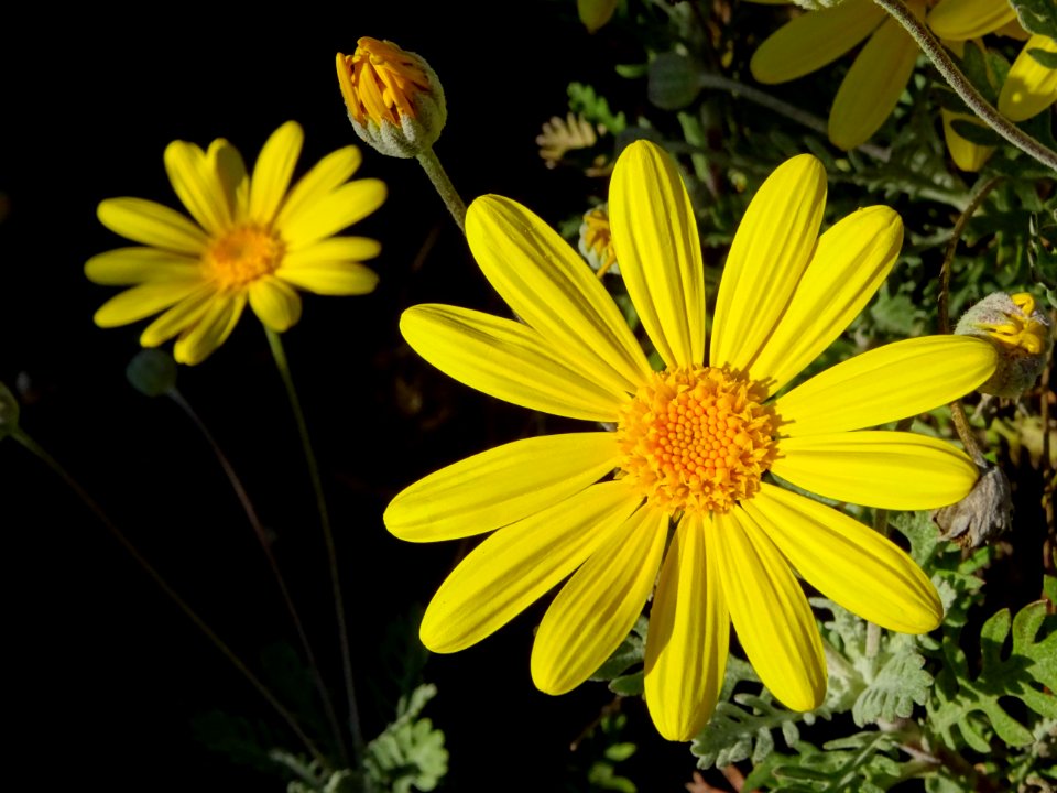 Flower Yellow Flora Plant