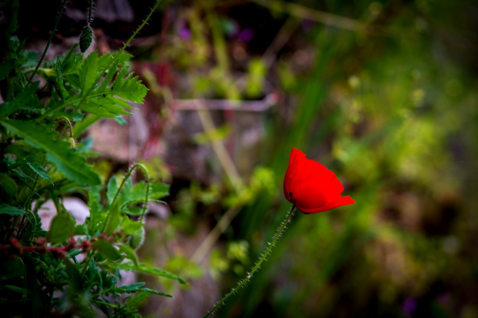 Flower Vegetation Wildflower Flora