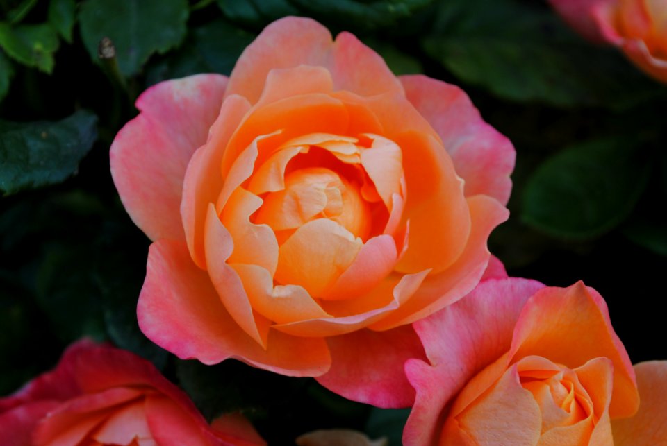 Rose Flower Rose Family Floribunda