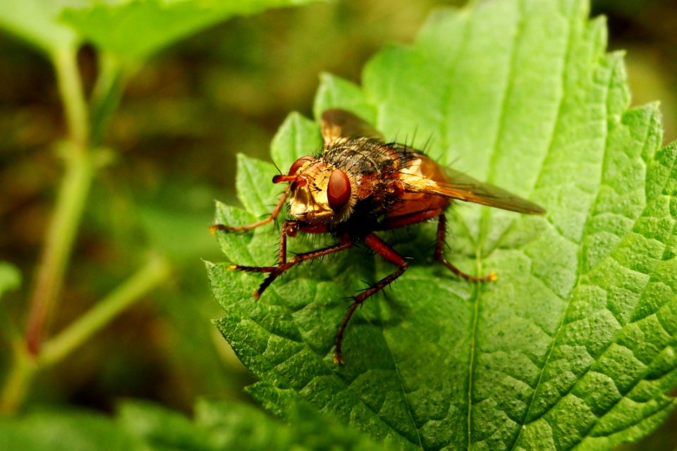 Insect Pest Fly Fauna