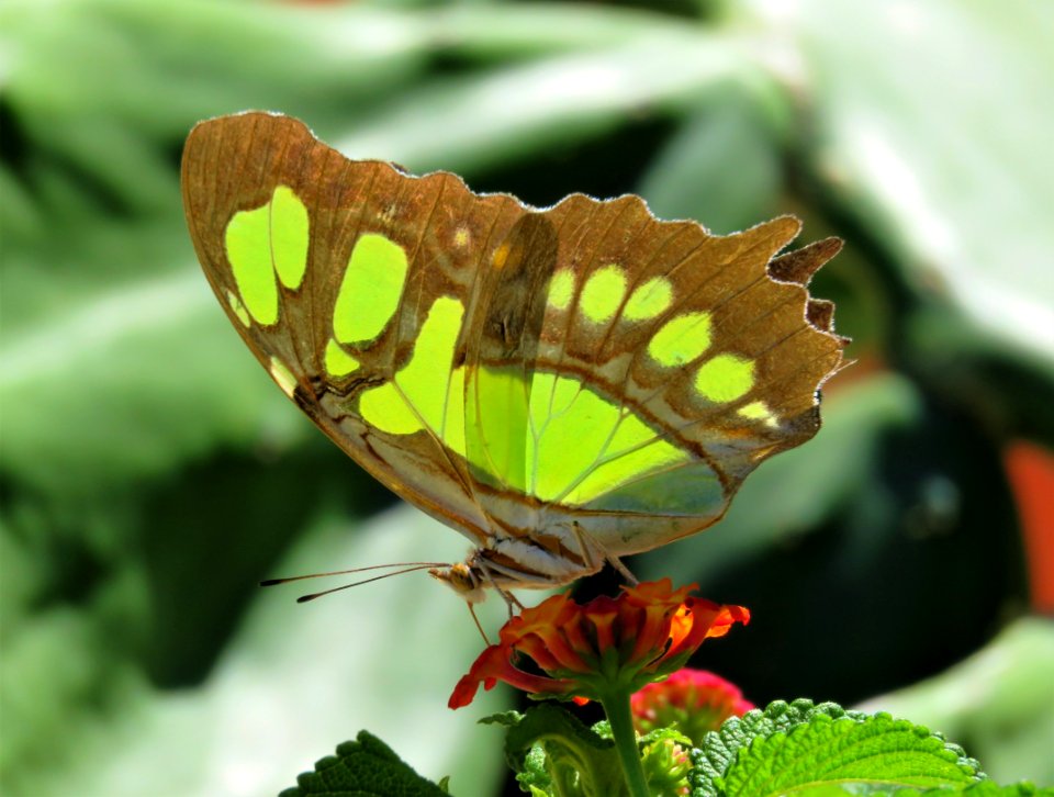 Butterfly Moths And Butterflies Insect Brush Footed Butterfly