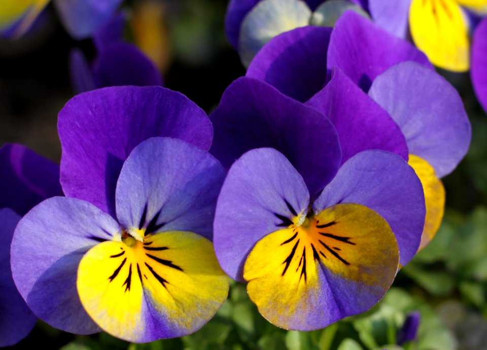 Flower Flowering Plant Plant Purple