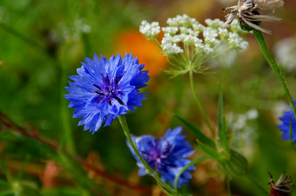 Flower Flora Plant Wildflower