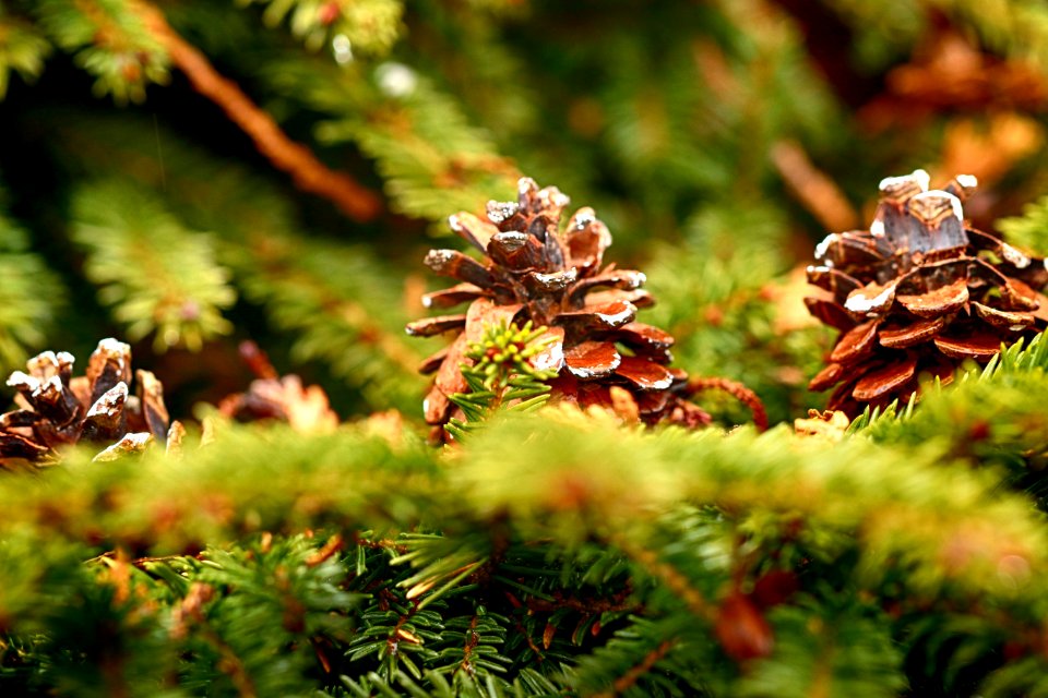 Pine Family Tree Branch Close Up