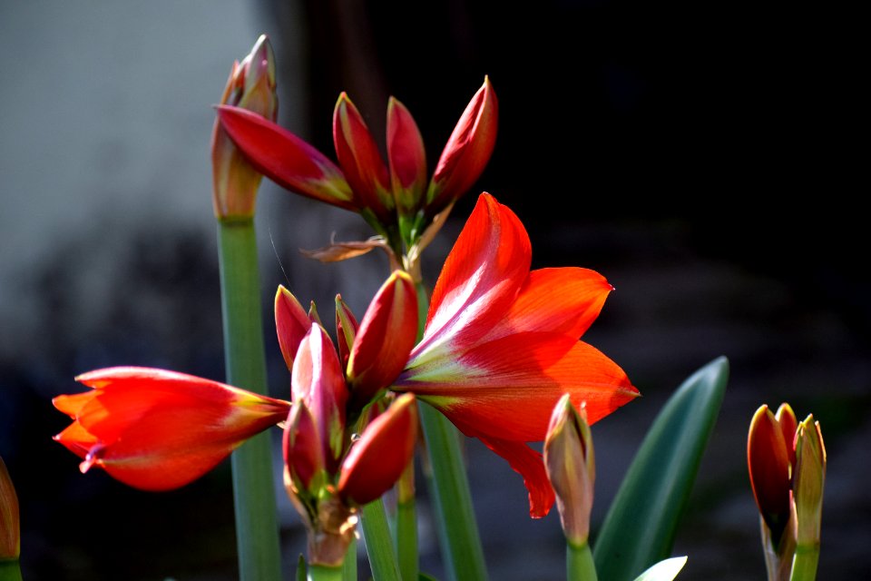 Flower Plant Flora Flowering Plant