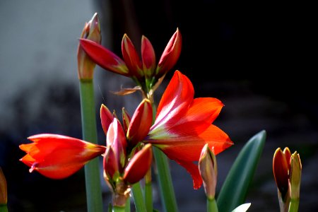 Flower Plant Flora Flowering Plant