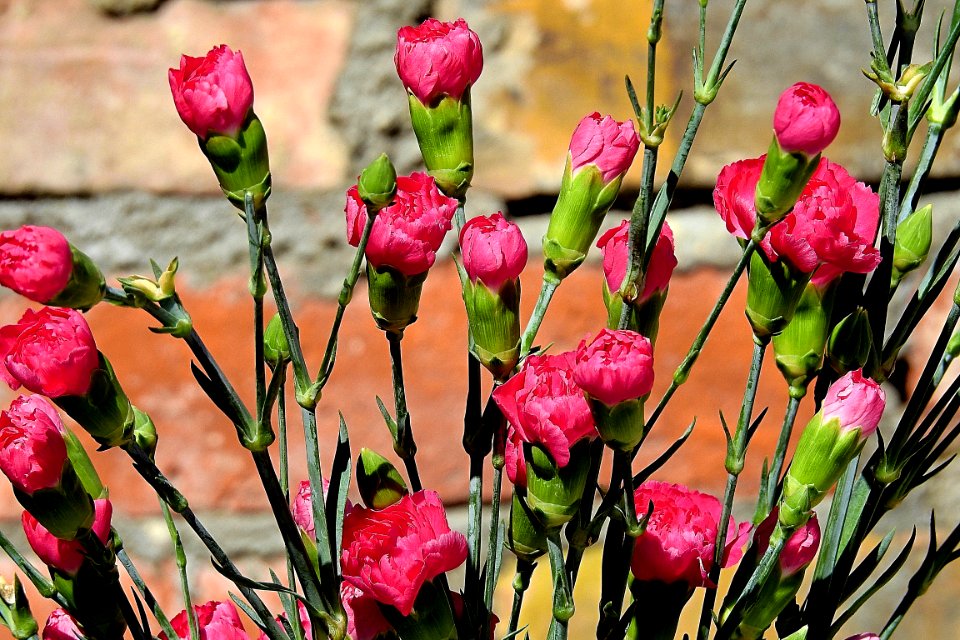 Flower Pink Plant Flowering Plant