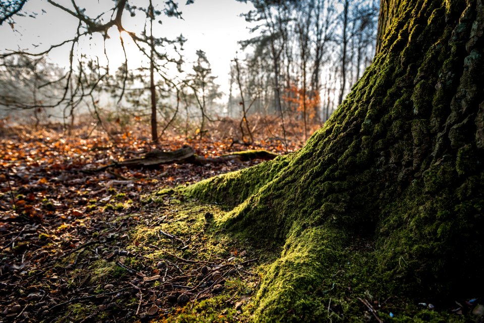 Nature Woodland Ecosystem Tree