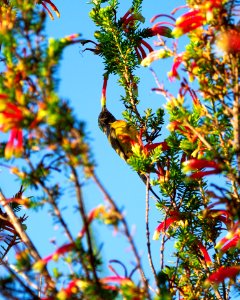 Bird Flora Vertebrate Fauna