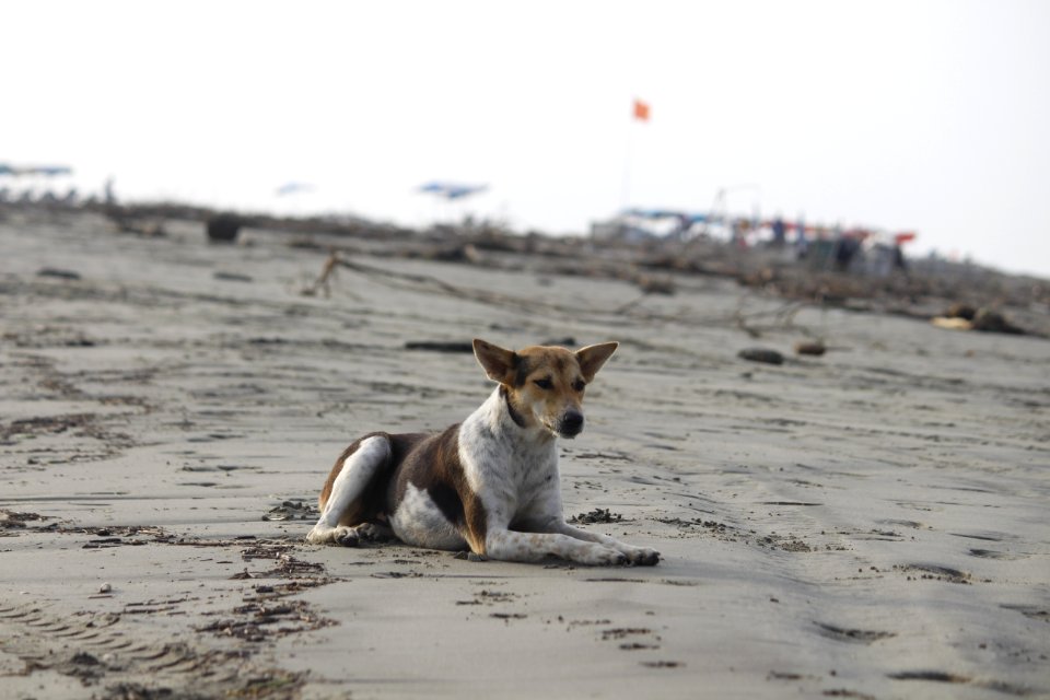 Dog Street Dog Beach Sand